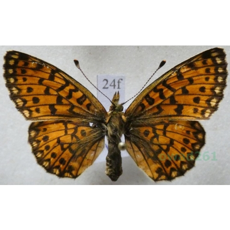 Boloria selene (Denis & Schiffermüller, 1775) female Dostojka selene Poland24f